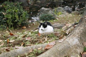 猫好き必見 「にゃんことわざ」単行本紹介