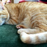 《加筆》"モヤさま"で紹介「猫式」という猫カフェにお邪魔しましたの巻